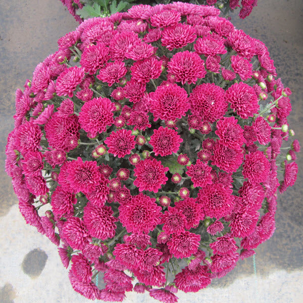 Advia Purple