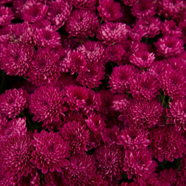Adriania Purple