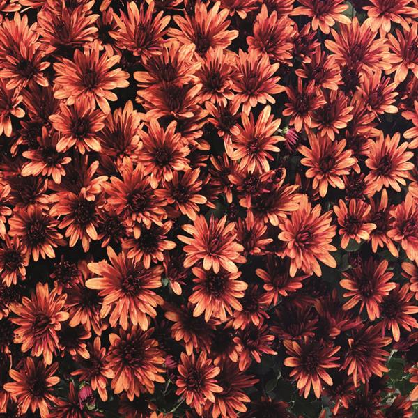 Aduro Orange