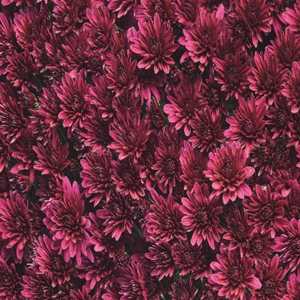 Aduro Purple
