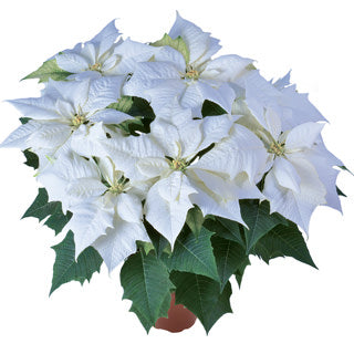 Alaska White