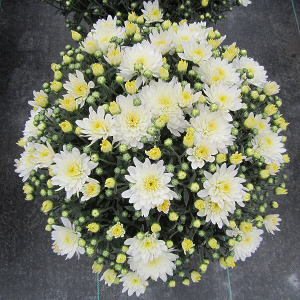 Aluga White