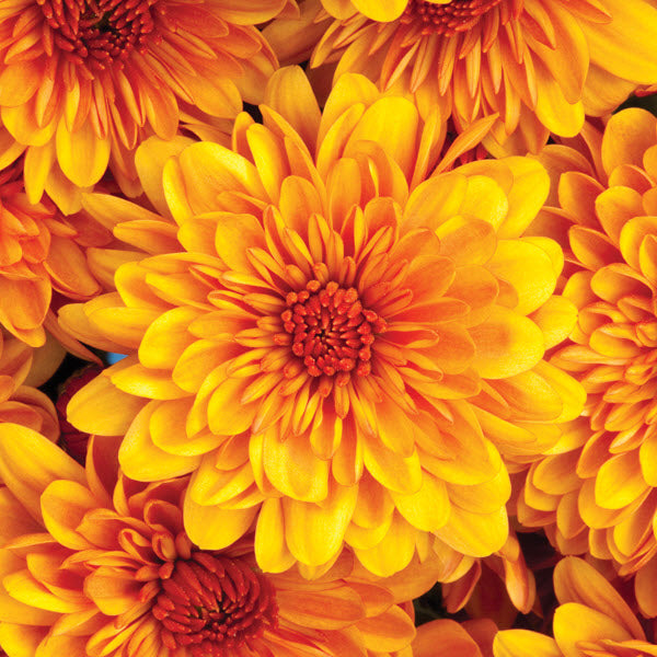 Cheryl Spicy Orange