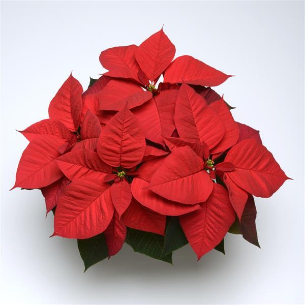 Christmas Aurora Red