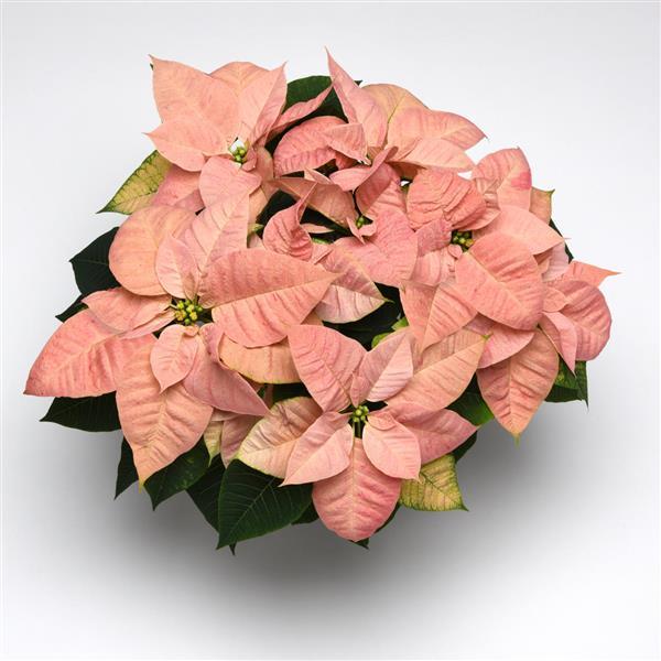 Christmas Beauty Cinnamon