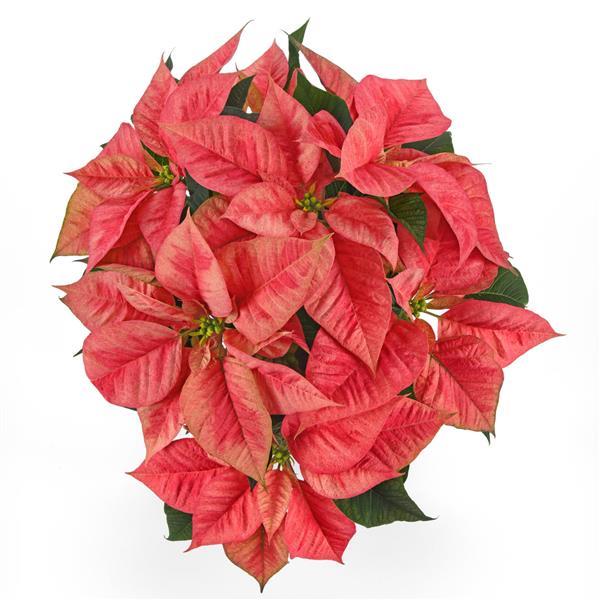 Christmas Beauty Prince