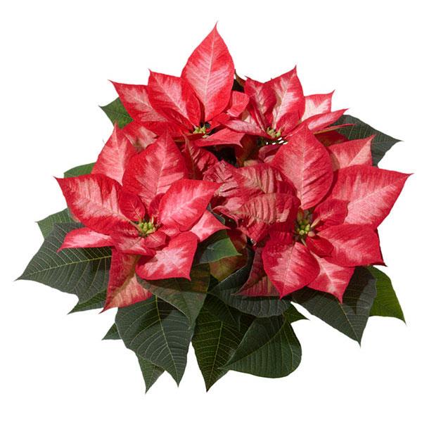 Christmas Beauty Princess