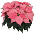Christmas Beauty Pink
