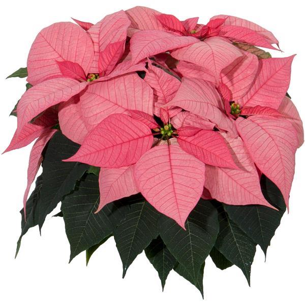 Christmas Beauty Pink
