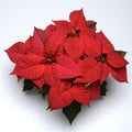 Christmas Glory Red